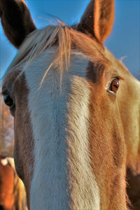 Close-up portrait of horse against sky