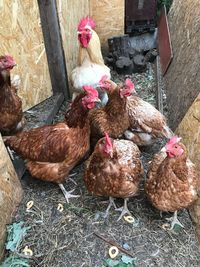 View of rooster in farm