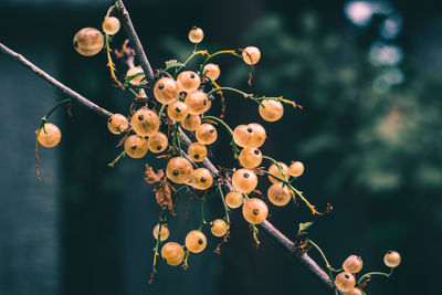 Close-up of berries growing on tree