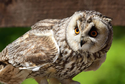 Close-up portrait of owl