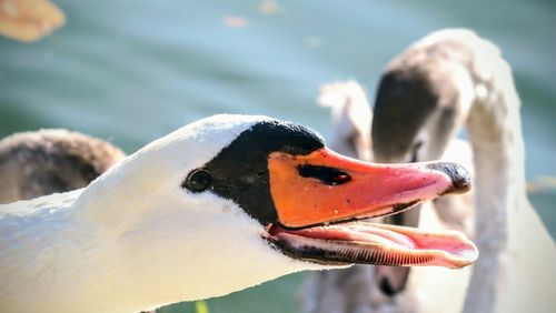 Close-up of swan swimming on lake