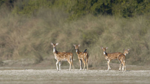 Deer in a field