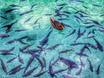 High angle view of caterpillar swimming in water