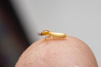 Close-up of insect on hand