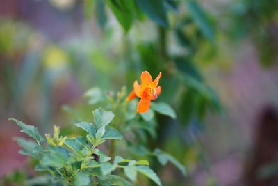 Close-up of orange flowering plant