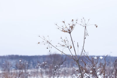 Plant against clear sky during winter