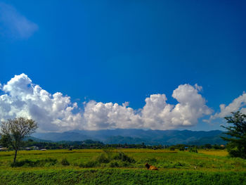 Scenic view of field against sky