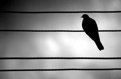 Low angle view of silhouette bird perching on cable against sky
