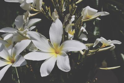 Close-up of white flowers blooming outdoors