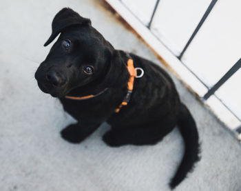 High angle view of dog looking away