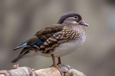 Close-up of bird