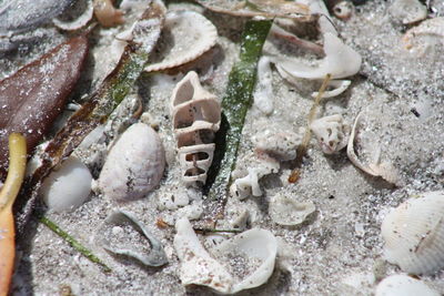 High angle view of crab on ice