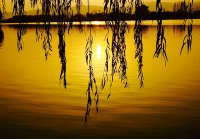 Silhouette plants by lake against sky during sunset