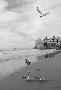 Seagulls flying over sea