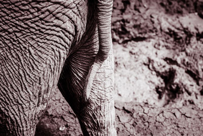 Close-up of elephant