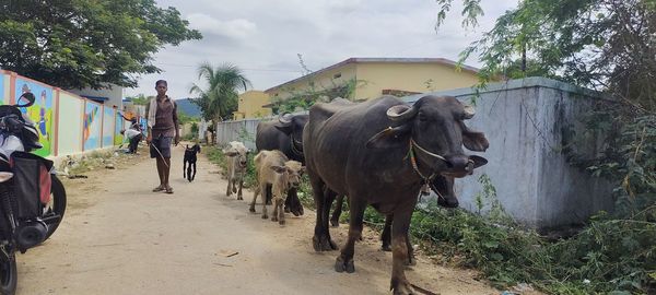 People standing on road amidst plants