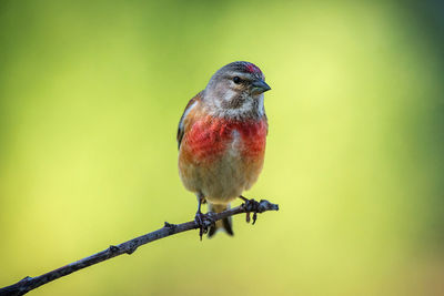 Close-up of bird perching on twig