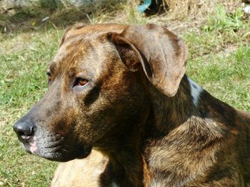 Close-up of dog looking away