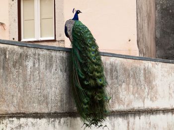 Peacock on surrounding wall against building