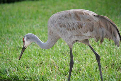 Crane on field