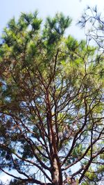 Low angle view of trees against sky