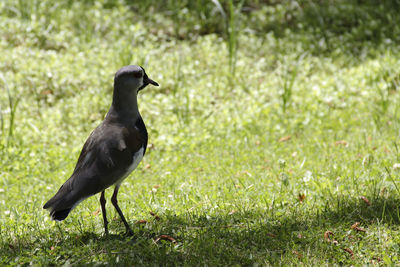 Bird perching on field