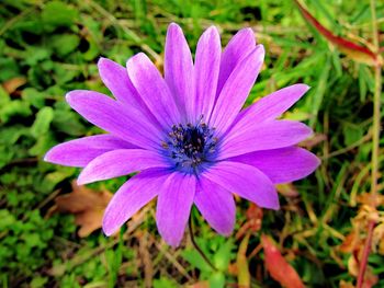 Close-up of pink flower