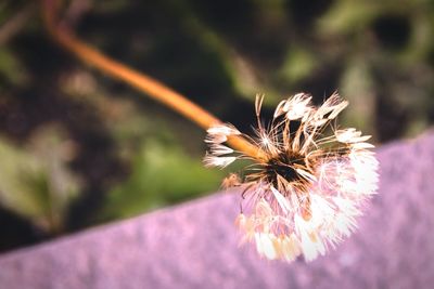 Close-up of flowers blooming outdoors