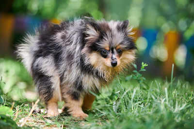 Portrait of dog on field