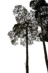 Low angle view of tree against sky