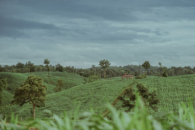 Scenic view of agricultural field against sky