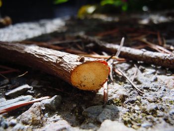 Close-up of rusty metal