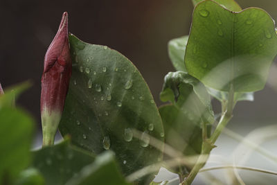 Close-up of wet plant during rainy season