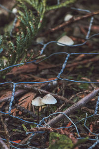 Close-up of mushroom growing on field