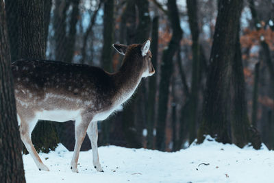 Deer standing on snow covered land