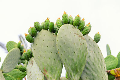 Close-up of prickly pear cactus against white background