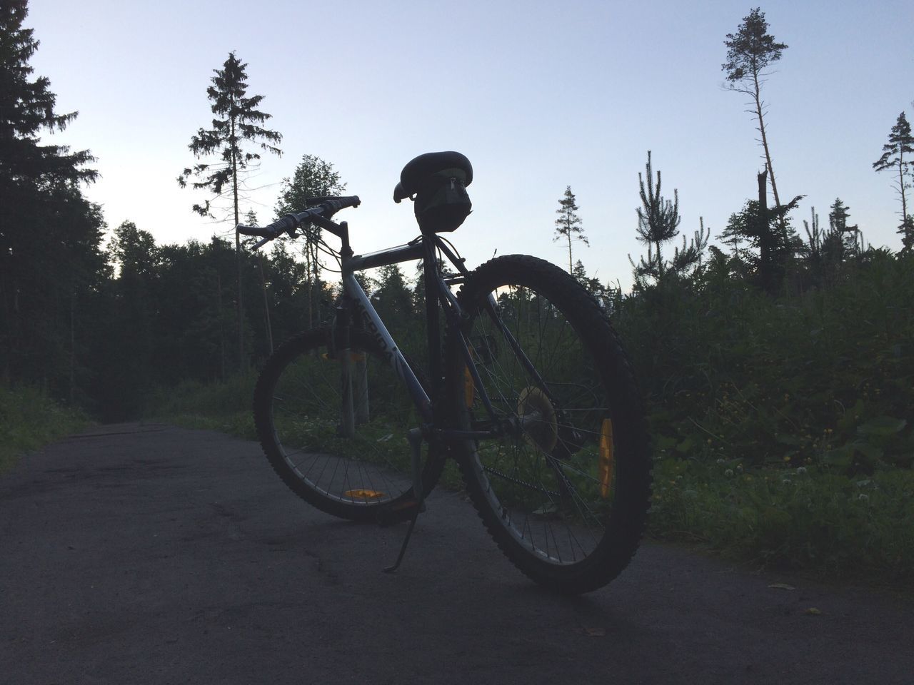 BICYCLES IN FOREST