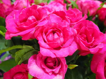 Close-up of pink roses blooming outdoors