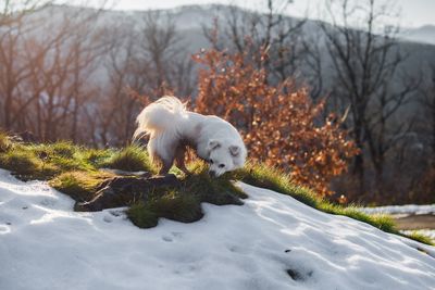 Dog on snow covered tree