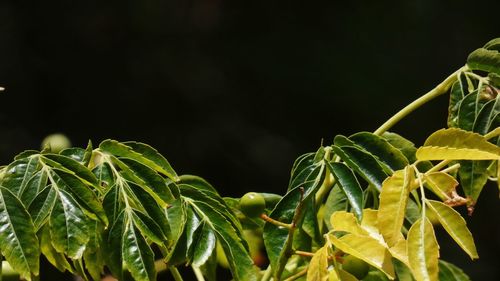 Close-up of fresh green leaves