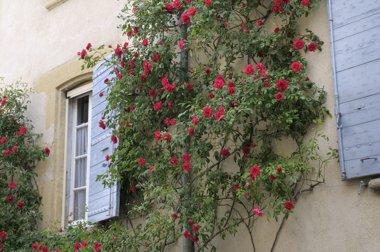 RED FLOWERING PLANTS ON WALL OF HOUSE