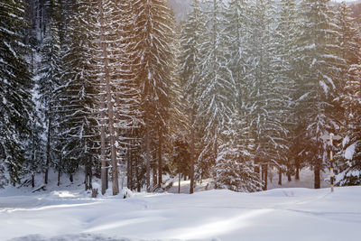 Trees in snow