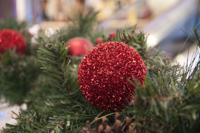 Close-up of christmas tree