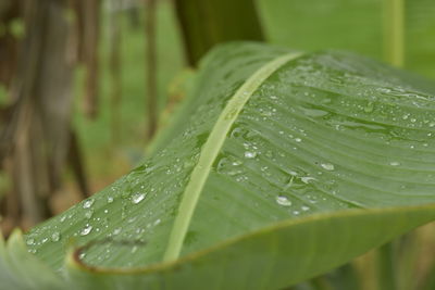 Close-up of raindrops on green leaves during rainy season