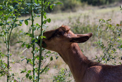 Close-up of a gote on field