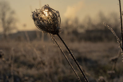 Close-up of dry flower