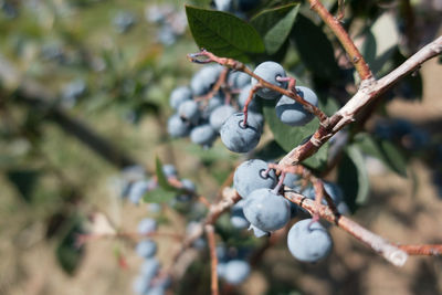 Close-up of berries growing on tree