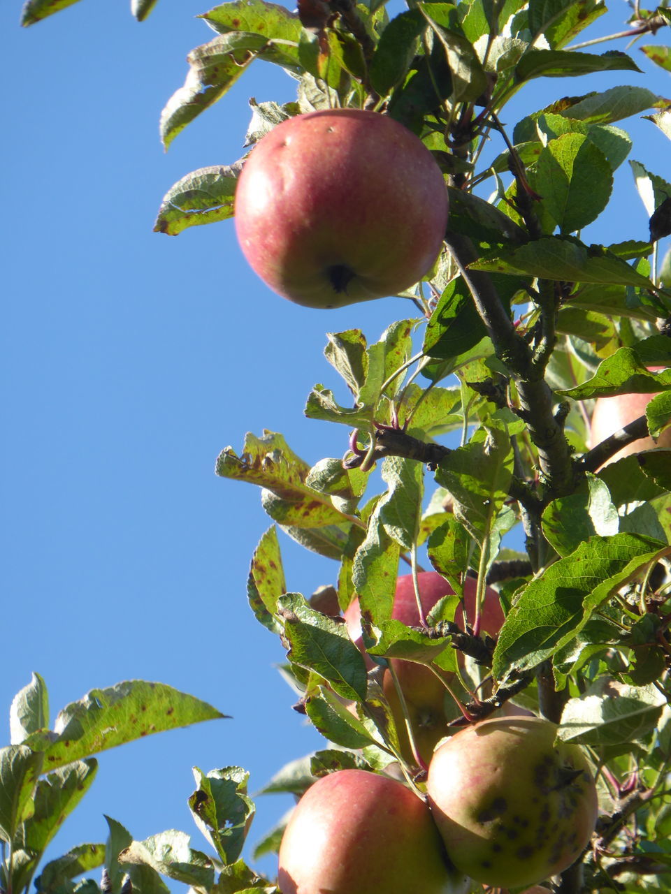 LOW ANGLE VIEW OF APPLE GROWING ON TREE AGAINST CLEAR SKY