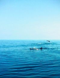 Scenic view of sea against clear sky