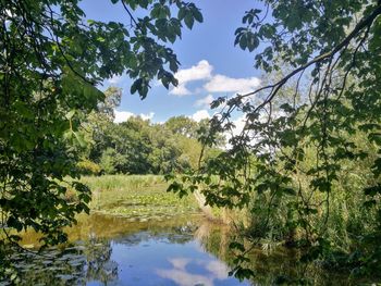 Scenic view of lake amidst trees against sky